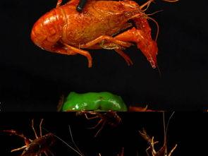 爆料麻辣小龙虾视频播放,网友直呼过瘾! 第3张 爆料麻辣小龙虾视频播放,网友直呼过瘾! 第3张